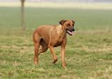 RODESIAN RIDGEBACK 153